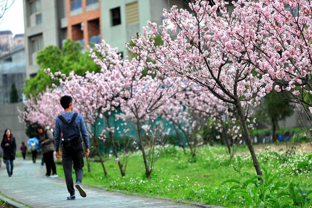 台北大學櫻花季