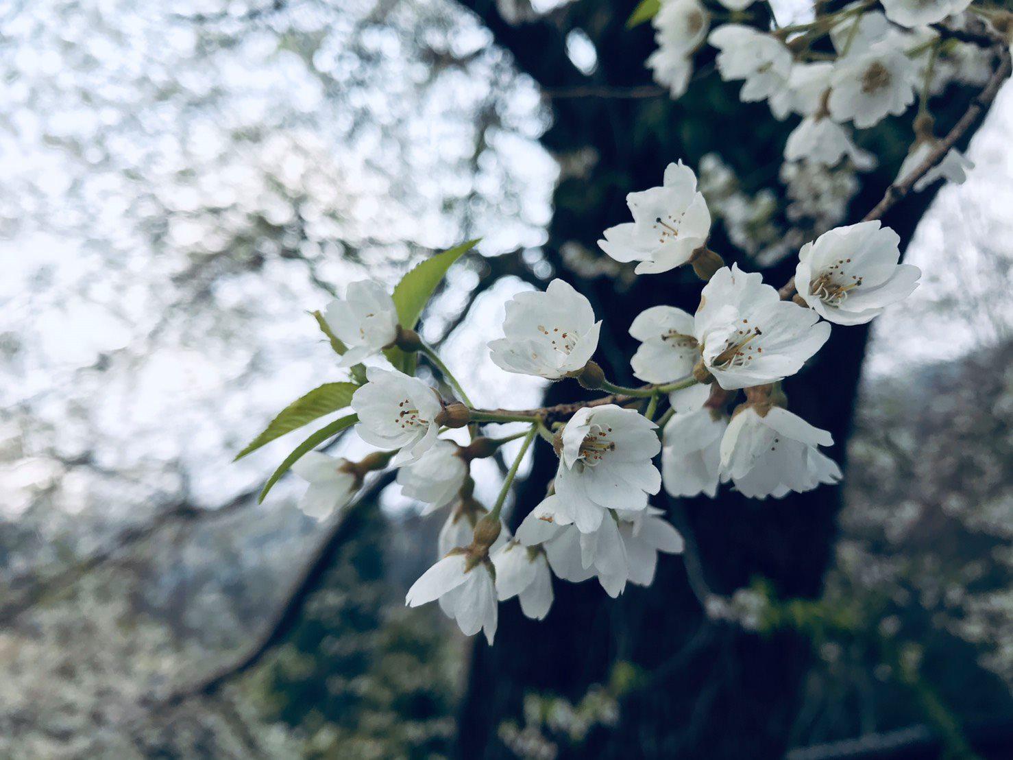 觀霧國家森林遊樂區